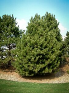 Сосна Чёрная (Pinus Nigra) купить по цене от 270.00р. в интернет-магазине «Посадика» с доставкой почтой в в Дзержинске и по всей России – [изображение №1].