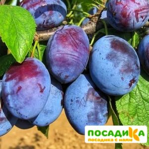 Слива Чачакская ранняя купить по цене от 229.00р. в интернет-магазине «Посадика» с доставкой почтой в в Дзержинске и по всей России – [изображение №1].