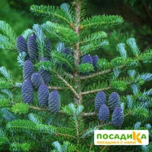 Пихта корейская (Abies koreana) купить по цене от 450.00р. в интернет-магазине «Посадика» с доставкой почтой в в Дзержинске и по всей России – [изображение №1].