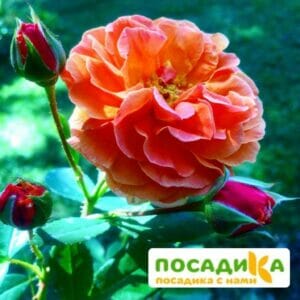 Роза Арабия купить по цене от 350.00р. в интернет-магазине «Посадика» с доставкой почтой в в Дзержинске и по всей России – [изображение №1].