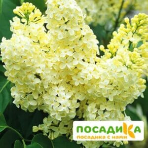 Сирень Примроуз (Primrose) купить по цене от 529.00р. в интернет-магазине «Посадика» с доставкой почтой в в Дзержинске и по всей России – [изображение №1].