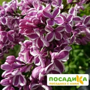 Сирень Сенсация купить по цене от 529.00р. в интернет-магазине «Посадика» с доставкой почтой в в Дзержинске и по всей России – [изображение №1].