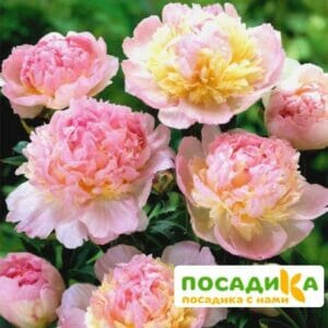 Пион Распберри Сандей (Paeonia Raspberry Sundae) купить по цене от 959р. в интернет-магазине «Посадика» с доставкой почтой в в Дзержинске и по всей России – [изображение №1].