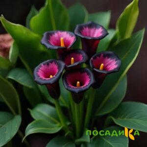 Калла Аура Лейс купить по цене от 400р. в интернет-магазине «Посадика» с доставкой почтой в в Дзержинске и по всей России – [изображение №1].