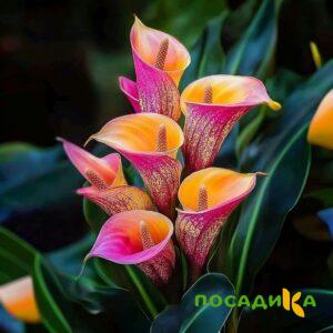 Калла Оникс купить по цене от 450р. в интернет-магазине «Посадика» с доставкой почтой в в Дзержинске и по всей России – [изображение №1].