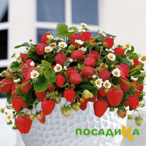 Клубника Рубиновый Шепот (горшечная) купить по цене от 240р. в интернет-магазине «Посадика» с доставкой почтой в в Дзержинске и по всей России – [изображение №1].