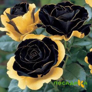 Роза Ханни Сикл купить по цене от 700р. в интернет-магазине «Посадика» с доставкой почтой в в Дзержинске и по всей России – [изображение №1].