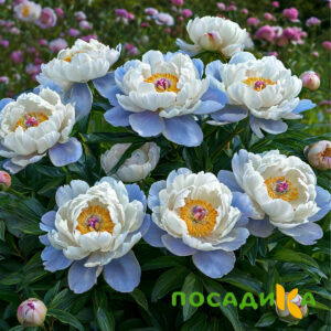 Пион акварельный Этюд купить по цене от 806р. в интернет-магазине «Посадика» с доставкой почтой в в Дзержинске и по всей России – [изображение №1].