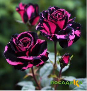 Роза Багровый Шепот купить по цене от 366р. в интернет-магазине «Посадика» с доставкой почтой в в Дзержинске и по всей России – [изображение №1].