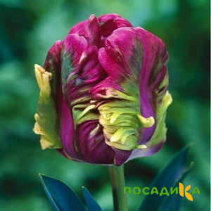 Тюльпан Экзотик Хэвен купить по цене от 186р. в интернет-магазине «Посадика» с доставкой почтой в в Дзержинске и по всей России – [изображение №1].