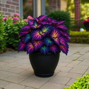 Хоста Фрости Блю купить по цене от 389р. в интернет-магазине «Посадика» с доставкой почтой в в Дзержинске и по всей России – [изображение №1].