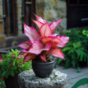 Хоста Розовая Симфония купить по цене от 800р. в интернет-магазине «Посадика» с доставкой почтой в в Дзержинске и по всей России – [изображение №1].