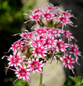 Флокс Метельчатый Путь купить по цене от 456р. в интернет-магазине «Посадика» с доставкой почтой в в Дзержинске и по всей России – [изображение №1].