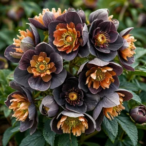 Морозник Блум Айс купить по цене от 499р. в интернет-магазине «Посадика» с доставкой почтой в в Дзержинске и по всей России – [изображение №1].