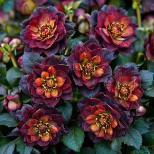 Морозник Сноу Дроп купить по цене от 348р. в интернет-магазине «Посадика» с доставкой почтой в в Дзержинске и по всей России – [изображение №1].