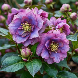 Морозник Айс Принцесс Чарм купить по цене от 650р. в интернет-магазине «Посадика» с доставкой почтой в в Дзержинске и по всей России – [изображение №1].