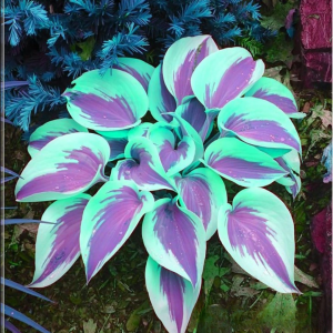 Хоста Висперин Бьюти купить по цене от 379р. в интернет-магазине «Посадика» с доставкой почтой в в Дзержинске и по всей России – [изображение №1].